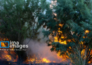 در ۵ منطقه جنگل‌های شمال‌ بحران آتش‌سوزی داشتیم‌